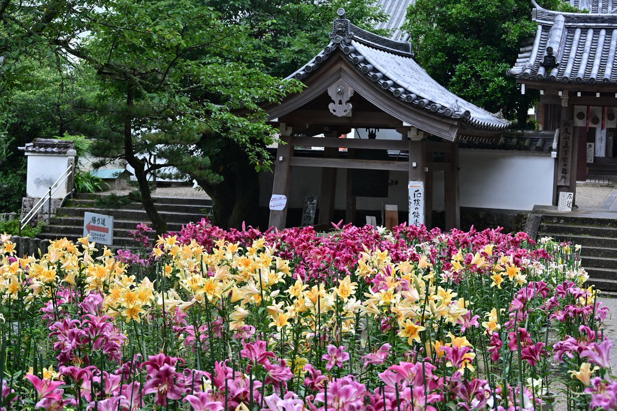 photo_walker's tweet photo. 大和郡山市の松尾寺のカサブランカ②
（7/5撮影）
#大和松尾寺　#松尾寺 https://t.co/66KfBsVF5V