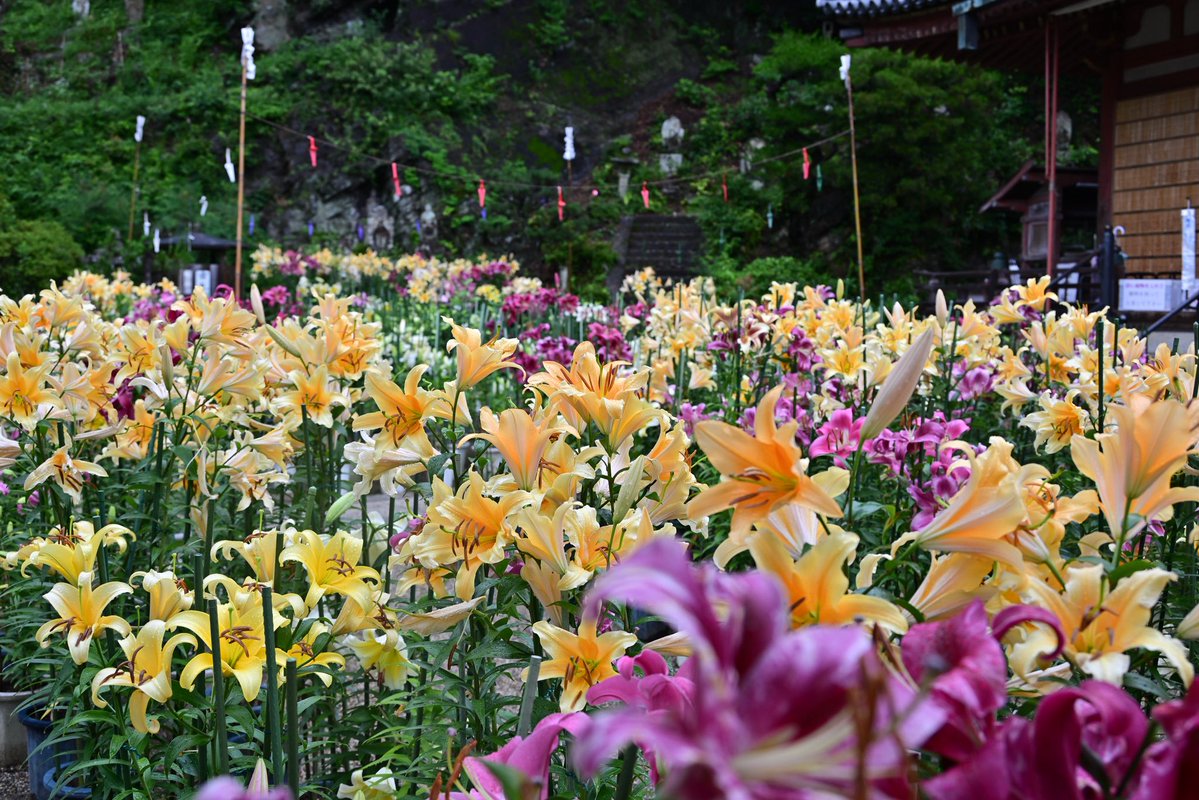photo_walker's tweet photo. 大和郡山市の松尾寺のカサブランカ②
（7/5撮影）
#大和松尾寺　#松尾寺 https://t.co/66KfBsVF5V
