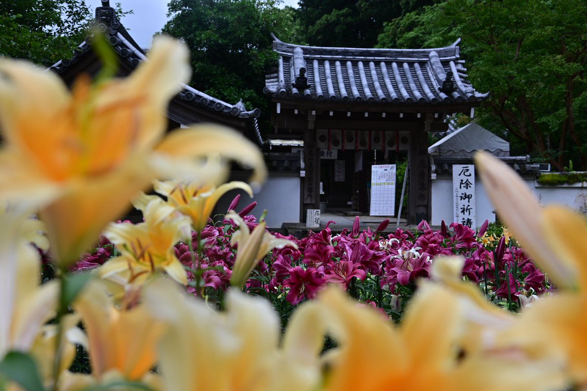 photo_walker's tweet photo. 大和郡山市の松尾寺のカサブランカ②
（7/5撮影）
#大和松尾寺　#松尾寺 https://t.co/66KfBsVF5V