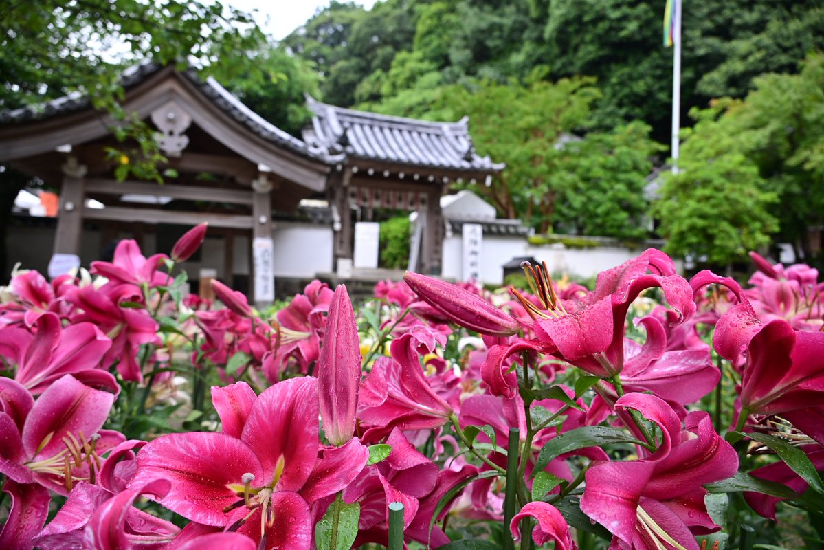 photo_walker's tweet photo. 大和郡山市の松尾寺のカサブランカ②
（7/5撮影）
#大和松尾寺　#松尾寺 https://t.co/66KfBsVF5V