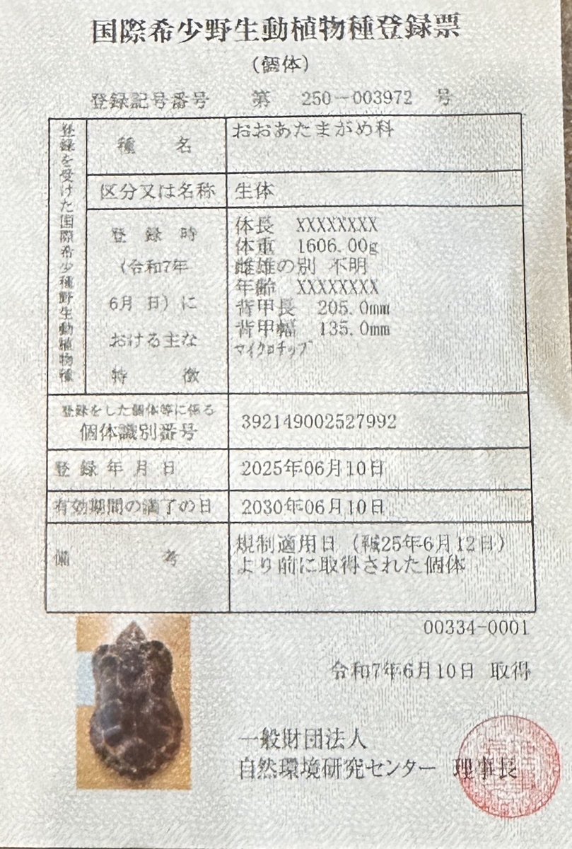 美美美！極美ド迫力の激オレンジ個体！ オオアタマガメ(ハイオレンジ
