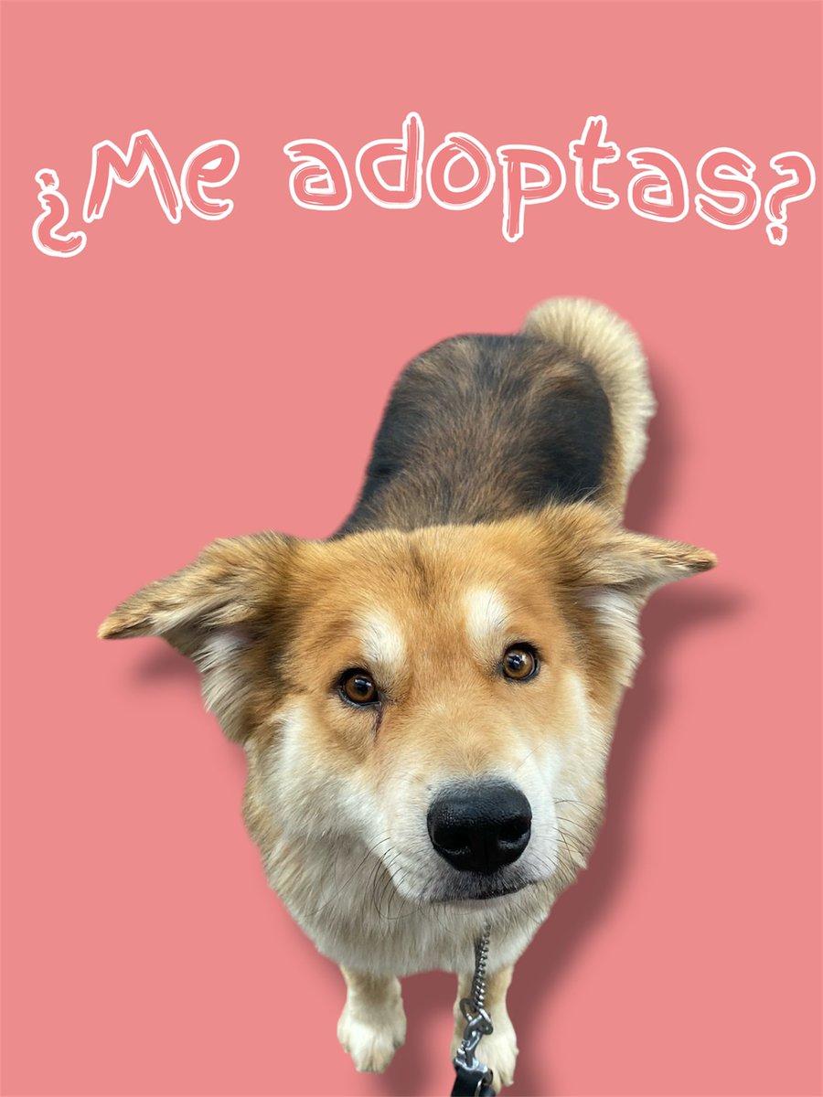 𝙷𝚎𝚕𝚊 𝙼𝚘𝚛𝚎 🐶 tweet media