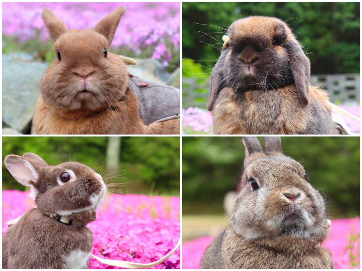 hanamaru_0430's tweet photo. @motimoti_seizin うちの子たちです！ https://t.co/DU0QyZ0EKx