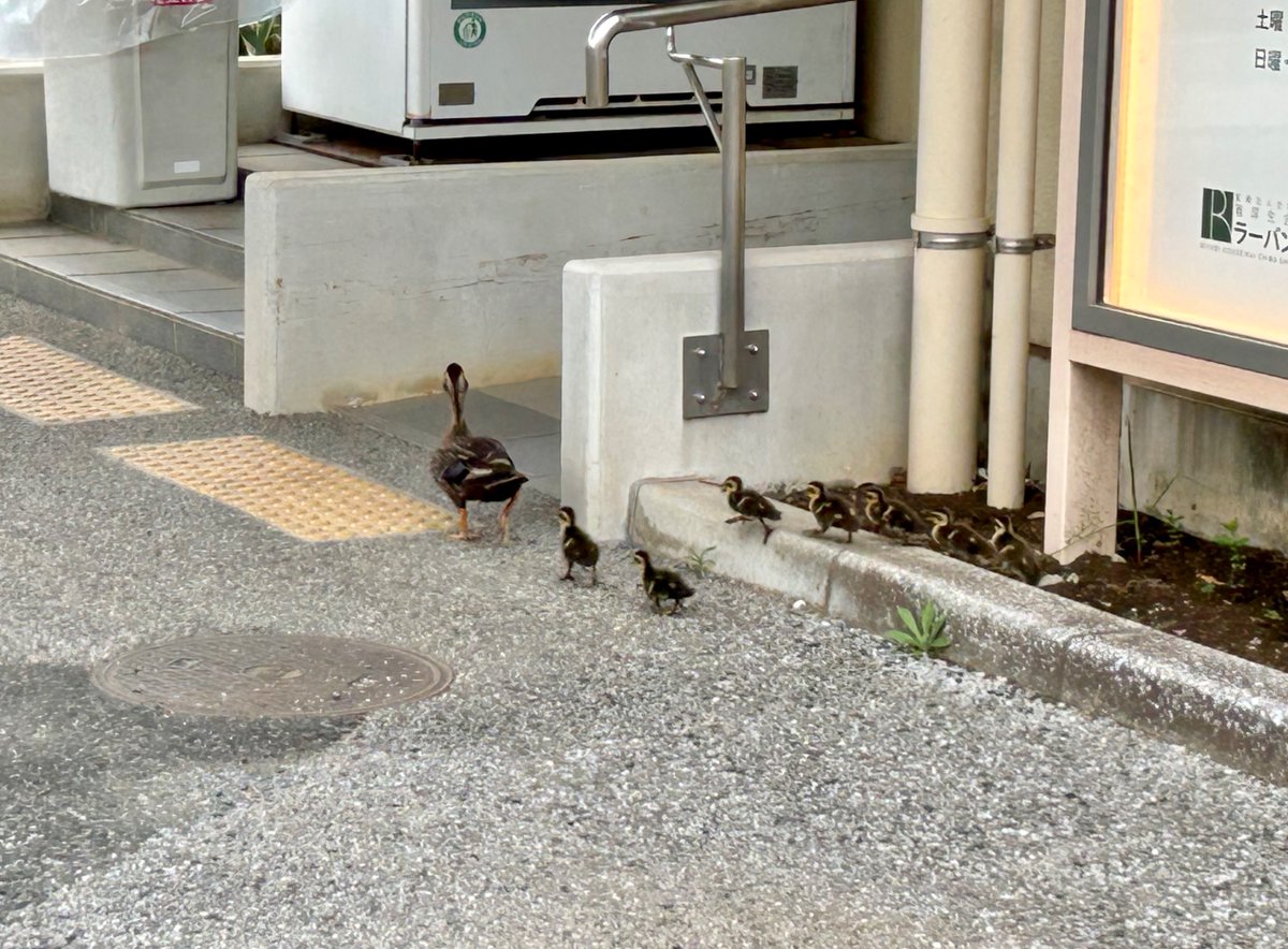 RihabiriRaicho's tweet photo. カルガモ親子の来訪がありました🦆❗️
お引越しの途中で迷い込んだのでしょうか。
お母さんと7羽のひな達が、建物をぐるっと回って去って行きました。
10年以上勤めていますが、初めての出来事です💨

#デイサービス　#リハビリ　#介護　#鴨 https://t.co/84NbTFjT98