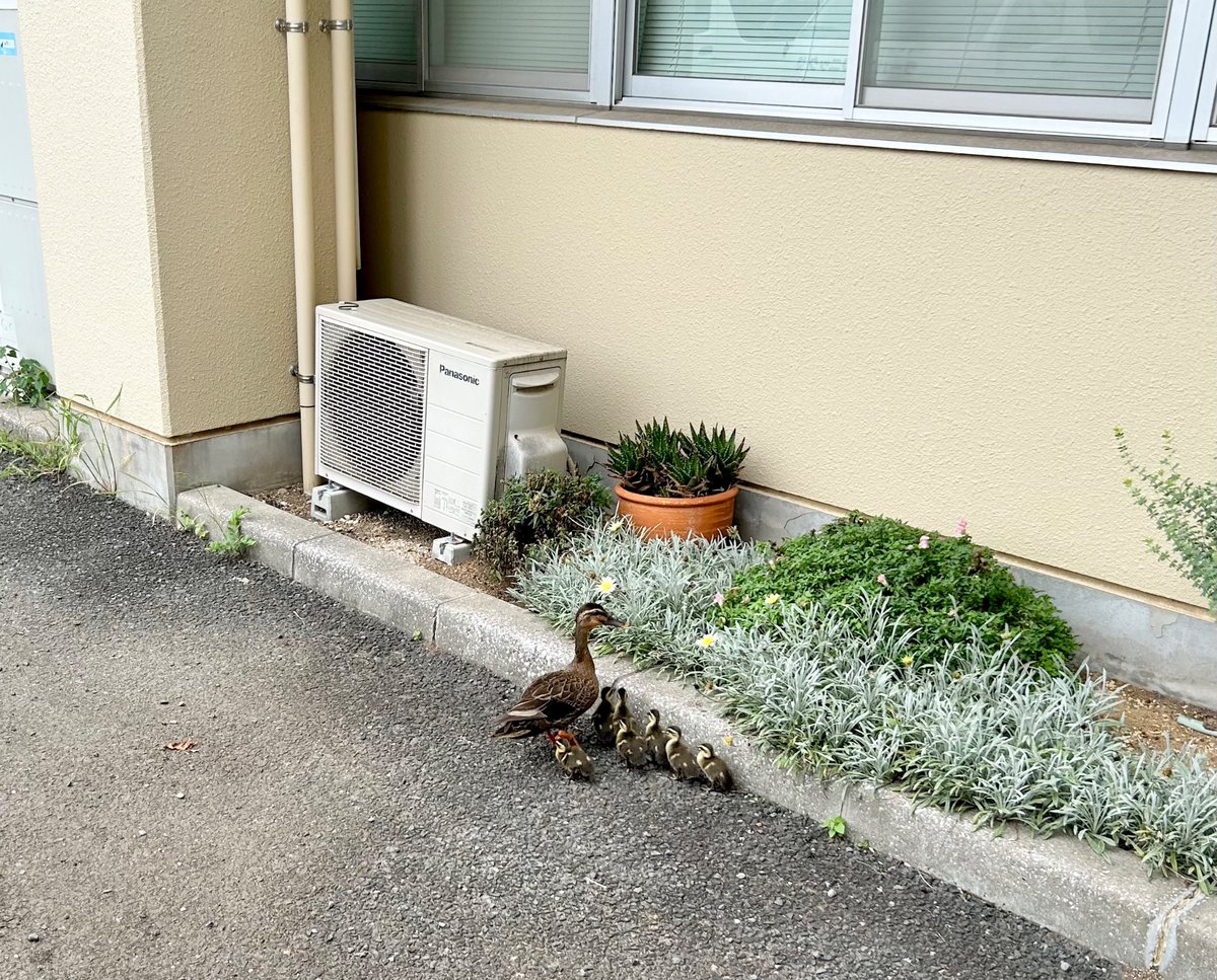 RihabiriRaicho's tweet photo. カルガモ親子の来訪がありました🦆❗️
お引越しの途中で迷い込んだのでしょうか。
お母さんと7羽のひな達が、建物をぐるっと回って去って行きました。
10年以上勤めていますが、初めての出来事です💨

#デイサービス　#リハビリ　#介護　#鴨 https://t.co/84NbTFjT98