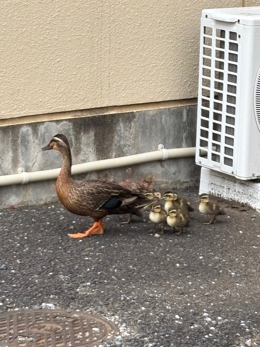 RihabiriRaicho's tweet photo. カルガモ親子の来訪がありました🦆❗️
お引越しの途中で迷い込んだのでしょうか。
お母さんと7羽のひな達が、建物をぐるっと回って去って行きました。
10年以上勤めていますが、初めての出来事です💨

#デイサービス　#リハビリ　#介護　#鴨 https://t.co/84NbTFjT98