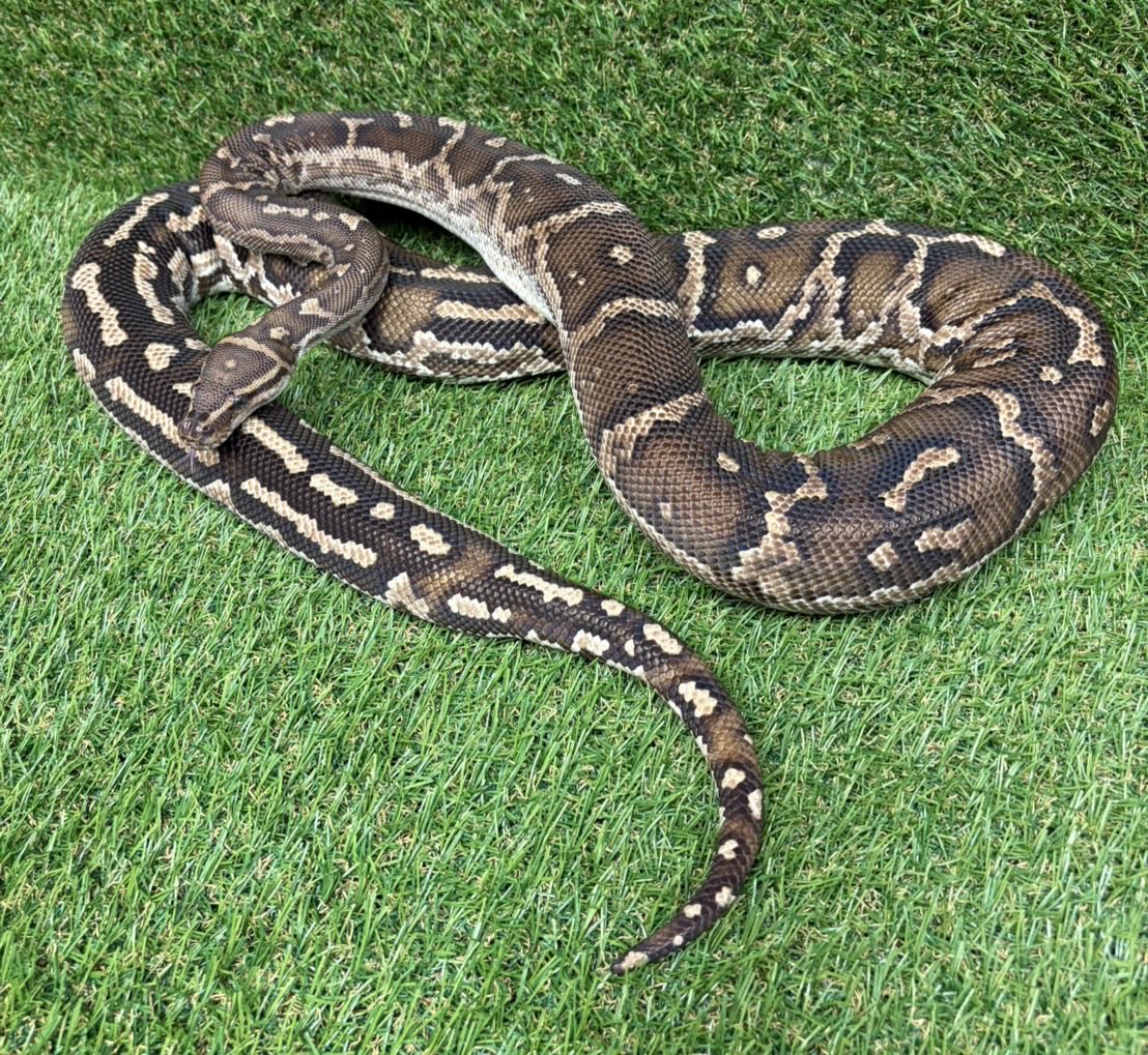 petshop_sirius's tweet photo. 🐍アンゴラパイソン🐍 https://t.co/ddbAhKJBn2