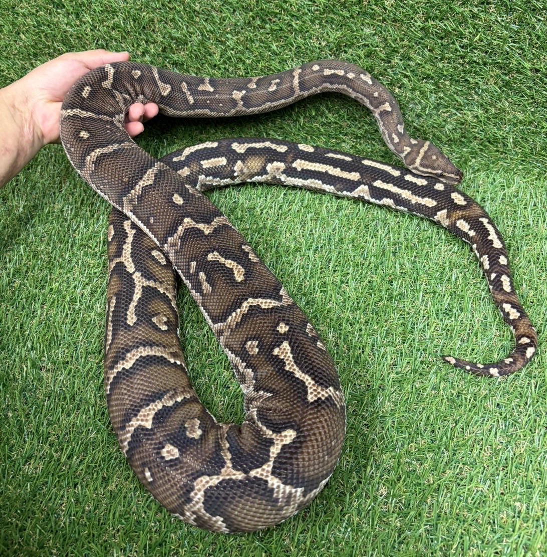 petshop_sirius's tweet photo. 🐍アンゴラパイソン🐍 https://t.co/ddbAhKJBn2