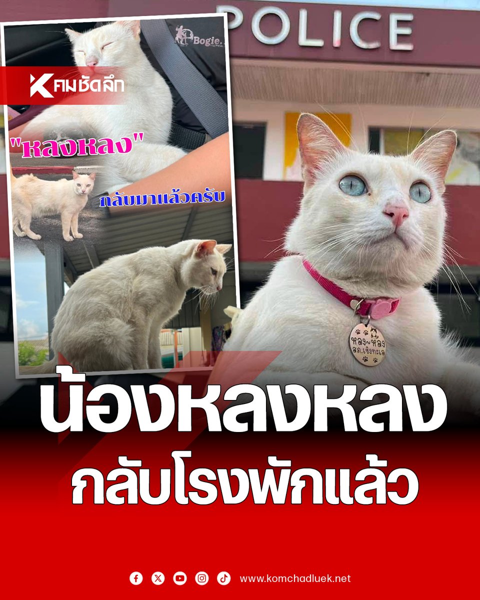 Kom_chad_luek's tweet photo. ข่าวดี! เจอตัวแล้ว "น้องหลงหลง" แมว สภ.เชิงทะเล รายงานตัวกลับเข้าปฏิบัติหน้าที่ หลังหายตัวไปตั้งแต่ 30 มิ.ย. 69 

#หลงหลง #น้องหลงหลง #แมวโรงพัก #สภเชิงทะเล #คมชัดลึกออนไลน์

https://t.co/JyM3owbcZg https://t.co/nBKPD8ye0D