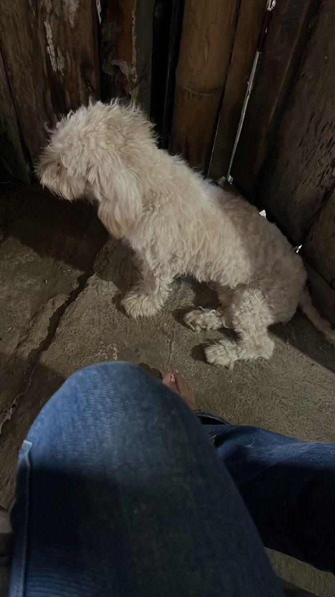 AlertaMePerdi's tweet photo. #PERDIDA #DURAN
Nombre: #Candy
Fecha: 2026-07-08
Sector: Sur, Cooperativa María Luisa mz m2
Sexo: Hembra
Raza: Poodle mestiza
Obsv: Orejas caídas pelo no muy largo blanco y castaño, nariz rosado con café
Contacto: 0992682622
¡Ayúdalo a volver con su familia!
 #AlertaMePerdí https://t.co/CQdG4eckAU