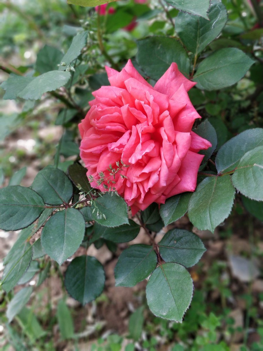 NoteAnu_ tweet picture
