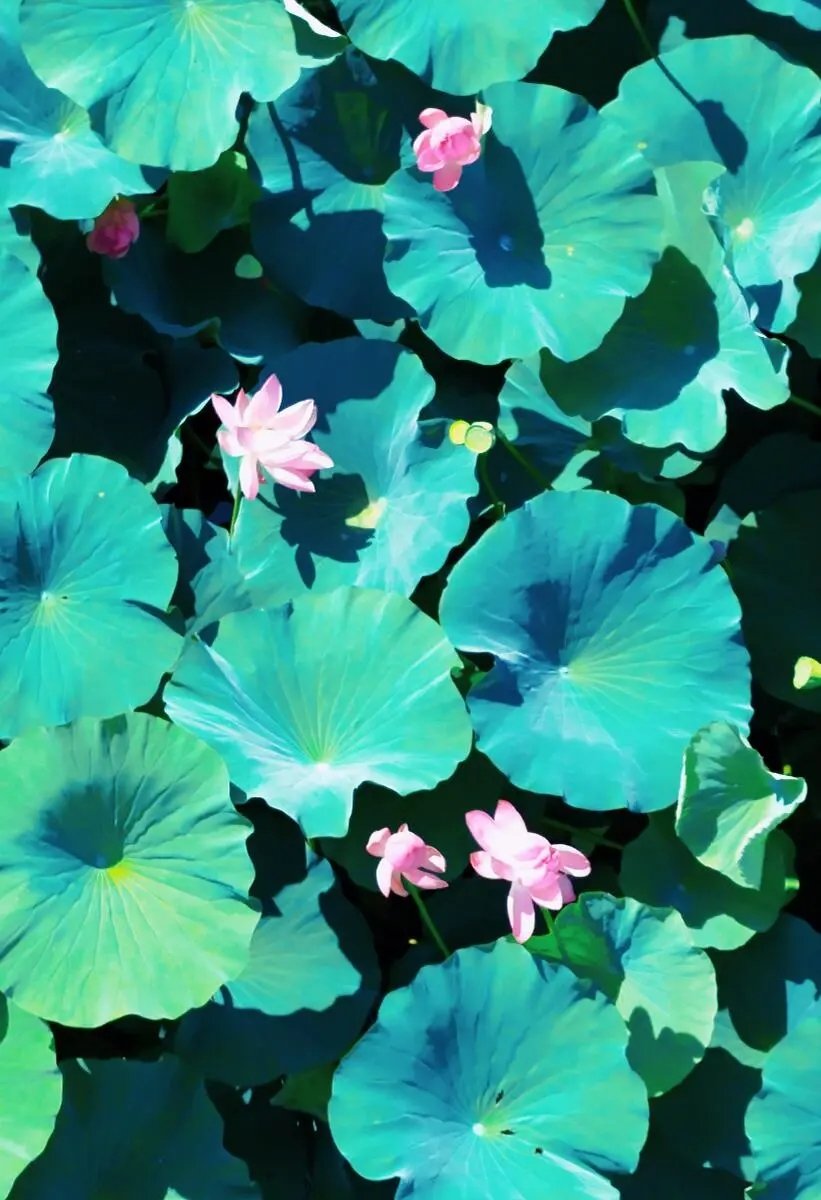xnxn18584581's tweet photo. 泰城季忆 | 木栈道直通花海！泰安赏荷新地标，打卡拍照刚刚好！夏天最美好的样子莫过于绿水清风、荷花盛开。但七月份的康园美到让小泰觉得“出片”这个词都有点配不上它#好客山东 #ShanDong #Taian https://t.co/7jI2gwccIY