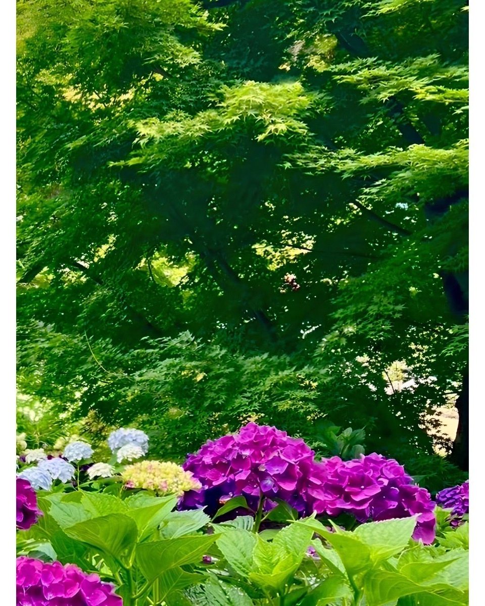 yuki_8ba's tweet photo. 陽林寺の紫陽花へ。

着いた途端に感動です。
境内いっぱいに咲き誇る紫陽花が、今年も訪れる人たちをやさしく迎えてくれています。

白や青、紫…。
雨の季節だからこそ、いっそう美しく映る景色があります。

忙しい毎日の中で、ふと足を止めて季節を感じる時間も大切ですね。
ぜひ、初夏だけのこの風景を楽しんでみてください。