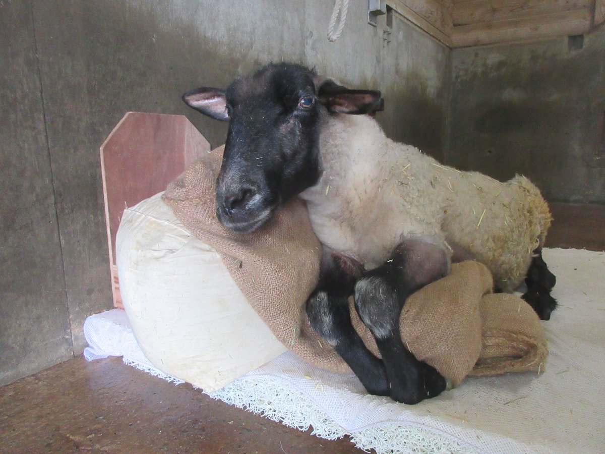 fukuokazoo's tweet photo. 🐑ヒツジのノゾミ♀近況報告

現在は寝室の掃除中に20分ほど外で過ごしています

寝室はカラスが入れない程度に扉を開けて風を通しているので、
園路から見えない状態ですが、褥瘡予防マットで過ごしていることもあり、体調は良好なノゾミ😊

最近は食欲も戻り、体重も回復しつつあります✨ https://t.co/41ApMOXbCI