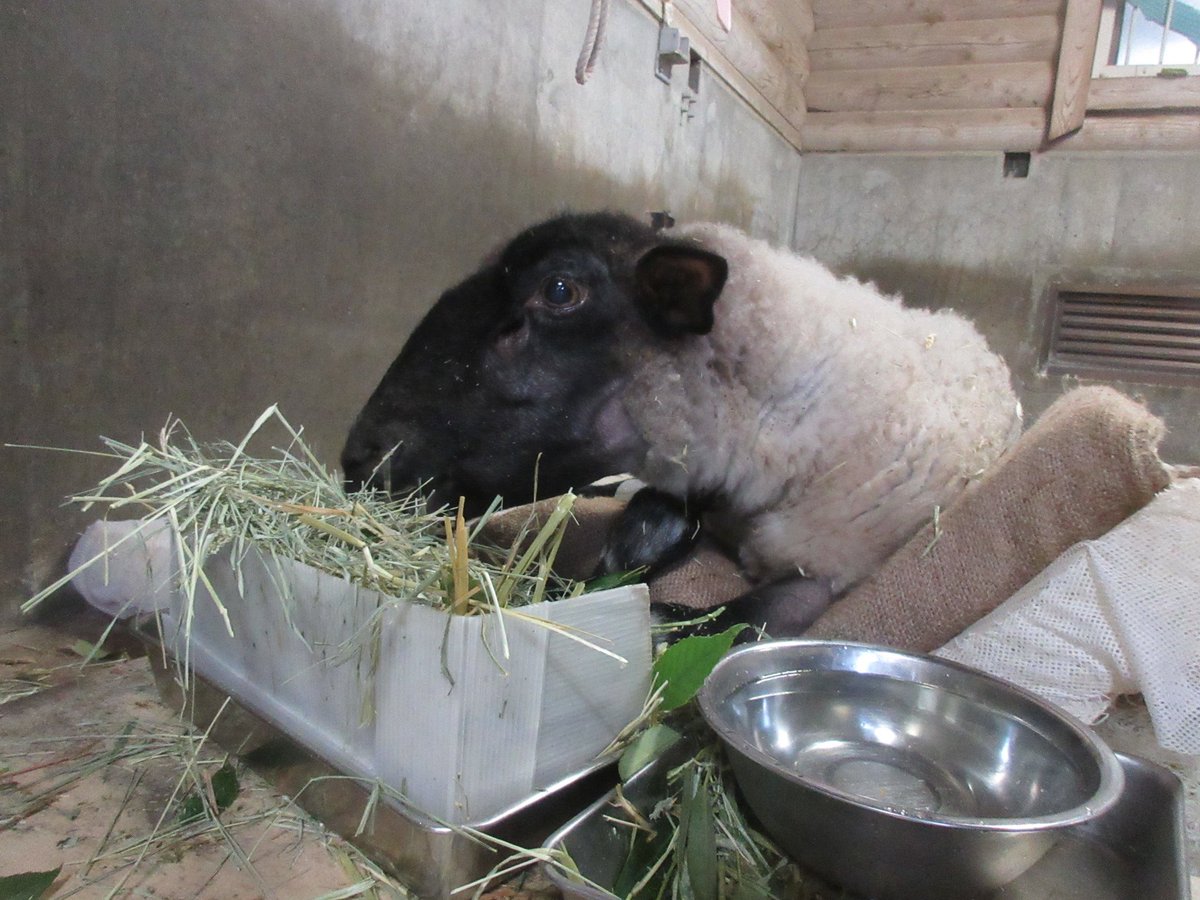 fukuokazoo's tweet photo. 🐑ヒツジのノゾミ♀近況報告

現在は寝室の掃除中に20分ほど外で過ごしています

寝室はカラスが入れない程度に扉を開けて風を通しているので、
園路から見えない状態ですが、褥瘡予防マットで過ごしていることもあり、体調は良好なノゾミ😊

最近は食欲も戻り、体重も回復しつつあります✨ https://t.co/41ApMOXbCI