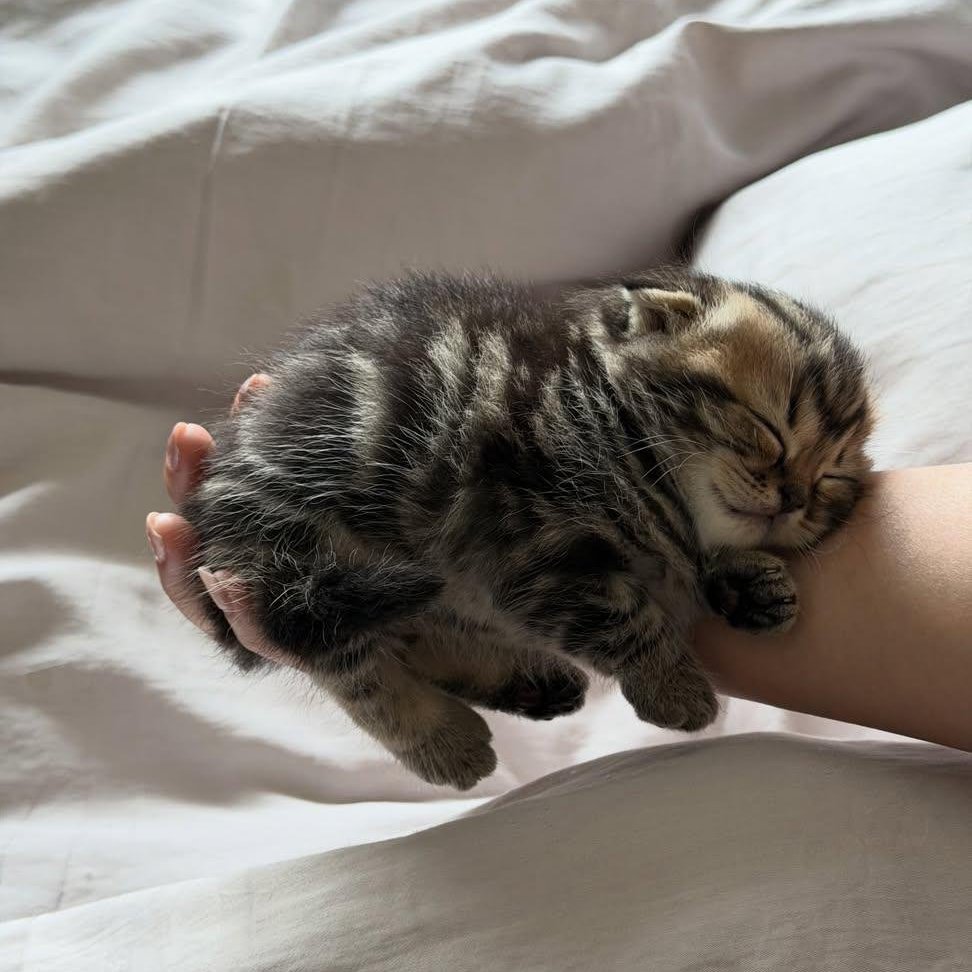 kitten_zukan's tweet photo. ᶻ 𝗓 𐰁 · . https://t.co/FYmT23qlin