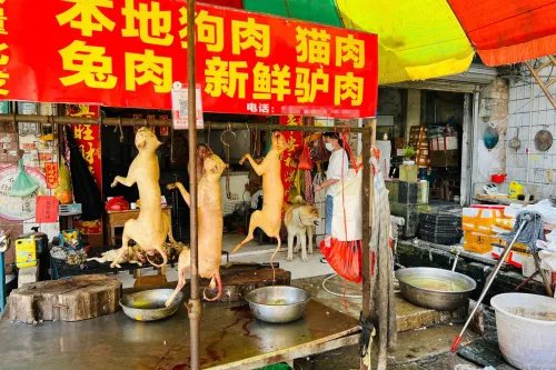 evensvw's tweet photo. @TheLaurenChen @BREGOH I suppose dog meat is more your style huh chink https://t.co/pWm3LdDC7x
