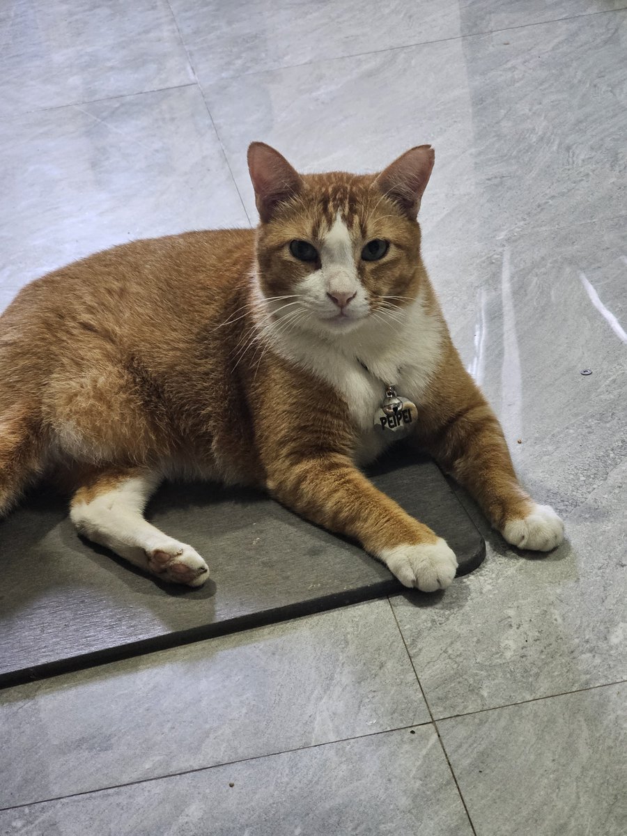 CoffeedCat's tweet photo. aku abis bantuin mba ngabisin telur rebusnya, baik banget kan aku https://t.co/xF8ESXRWQP