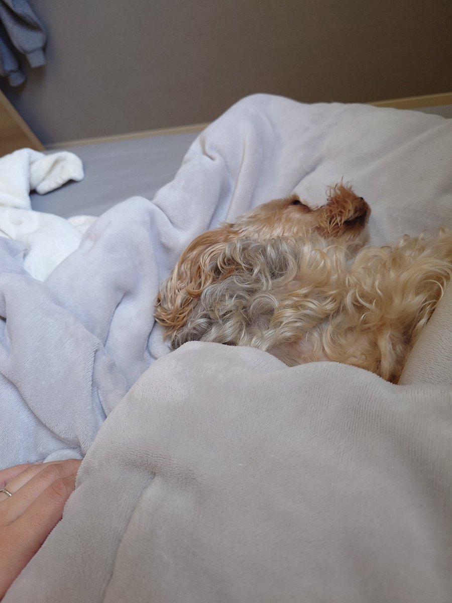 rimu0404's tweet photo. ずーーっと寝てる犬🐶
イタズラしまくってる猫🐱 https://t.co/zC3yYnBxRS