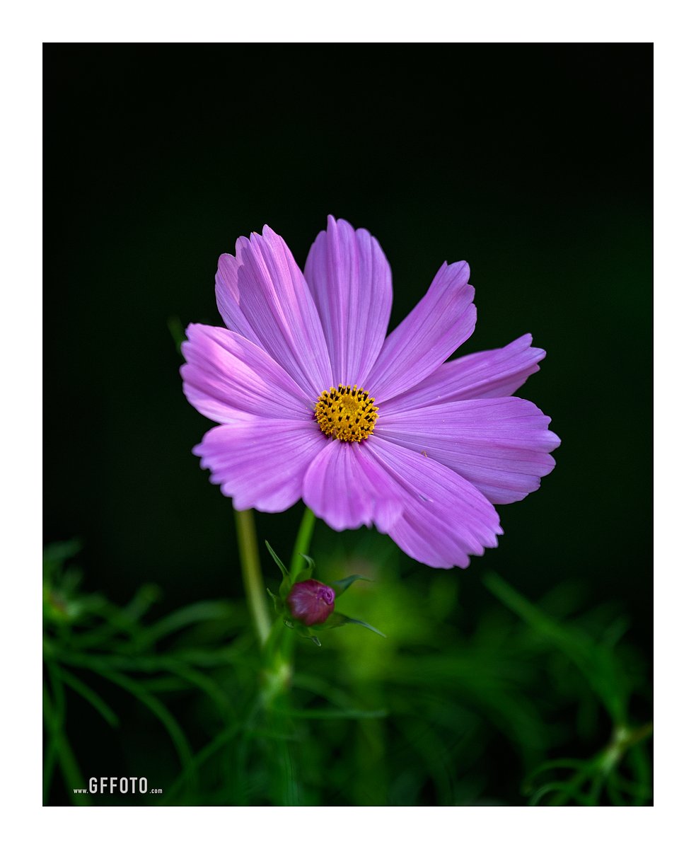 gtfountain's tweet photo. Cosmos at the Huntington Library and Gardens in San Marino California.... https://t.co/33cl7L3kEO