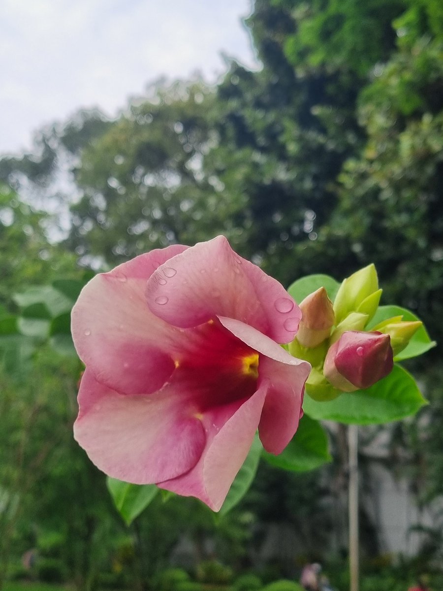 Skmurari's tweet photo. Life is beautiful. #GoodMorning Friends #Almanda https://t.co/SH6y1UBw6K
