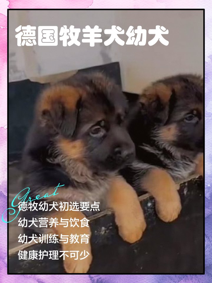 Insel_Biker's tweet photo. Watch our little furball grow from a wobbly pup to a confident adventure buddy in just 6 months!  Every wag tells a story of love.， https://t.co/7Akk5RKhcI