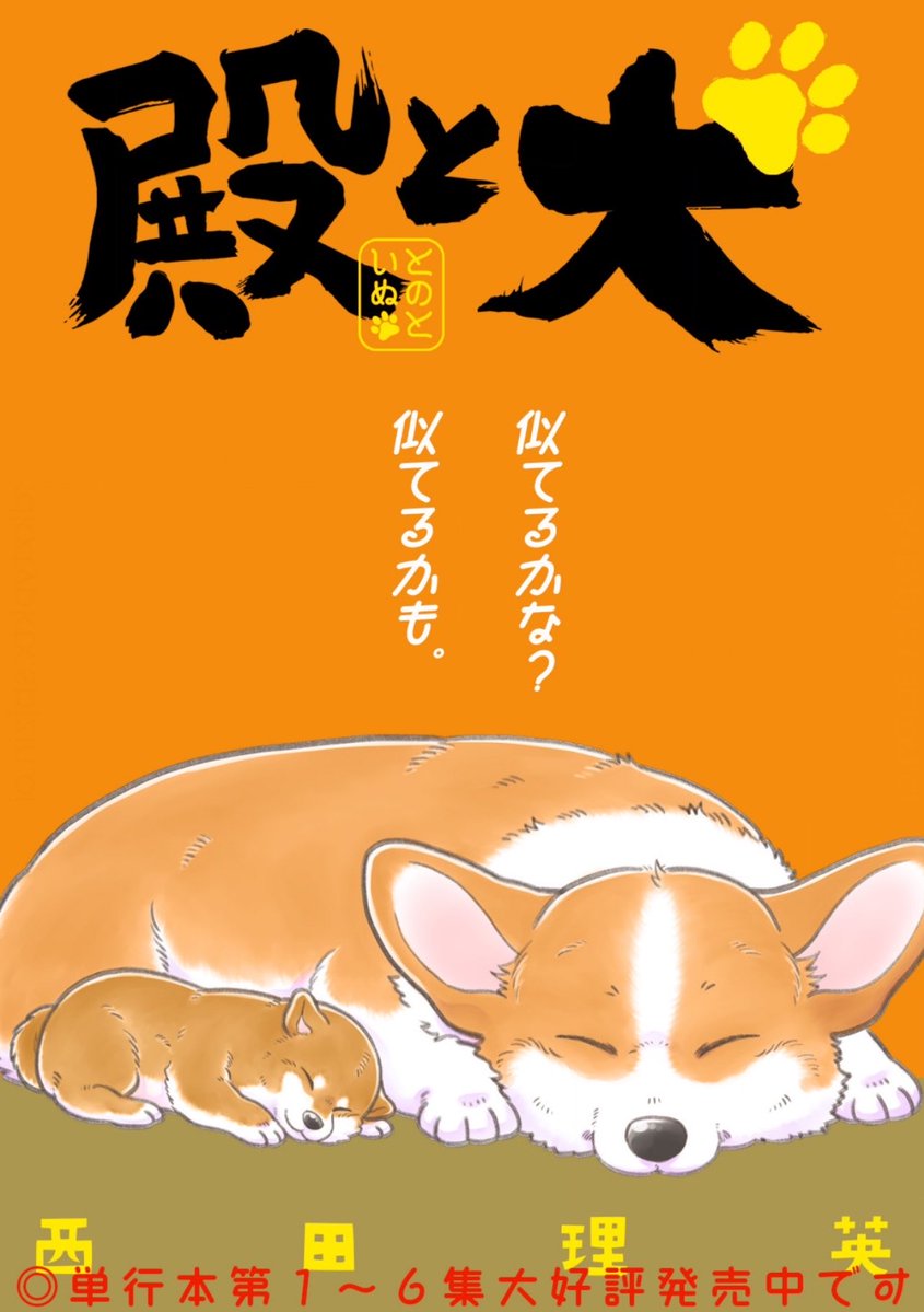 コーギースタイル【公式】 (@corgistyle_2002) / Posts / X