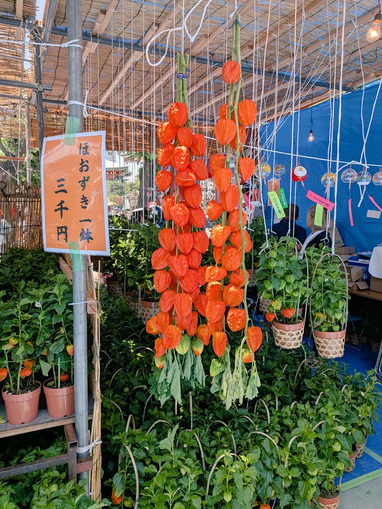 色紙、玉？、ほおずき、市、 ちょっとした取材でほおずき市に。 楽しい🧡 #ほおずき市 #浅草