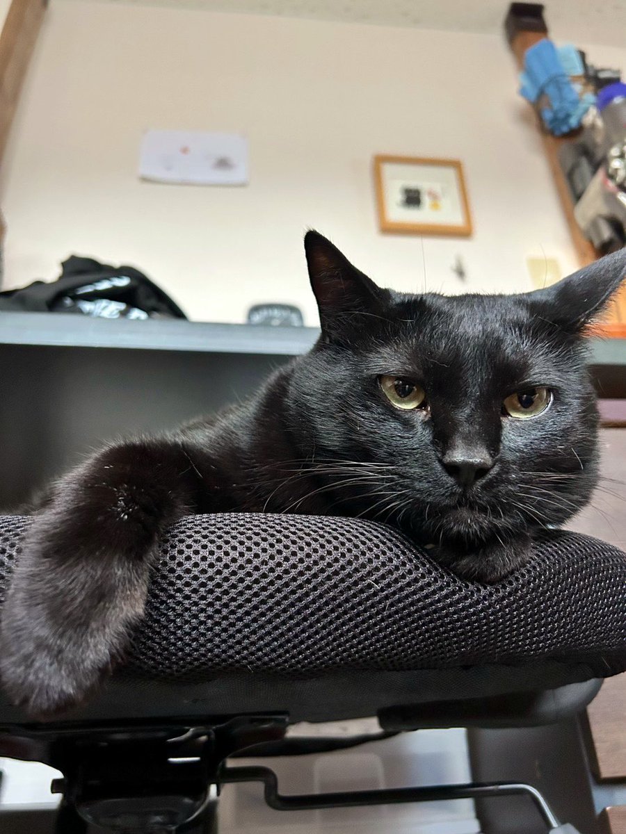 milasione's tweet photo. 腹筋運動してる私をつまらなそうに見下ろす🐈‍⬛
たまにお腹に飛び降りてきて「ゴフッ！」となります🙃

来週は5泊で函館出張なので、ホテルでPS5で14やりますが、キーマウなのは同じなのになんか操作具合というか感触がPCと微妙に違うのは気のせい？🤔 https://t.co/LyhLpI19V7
