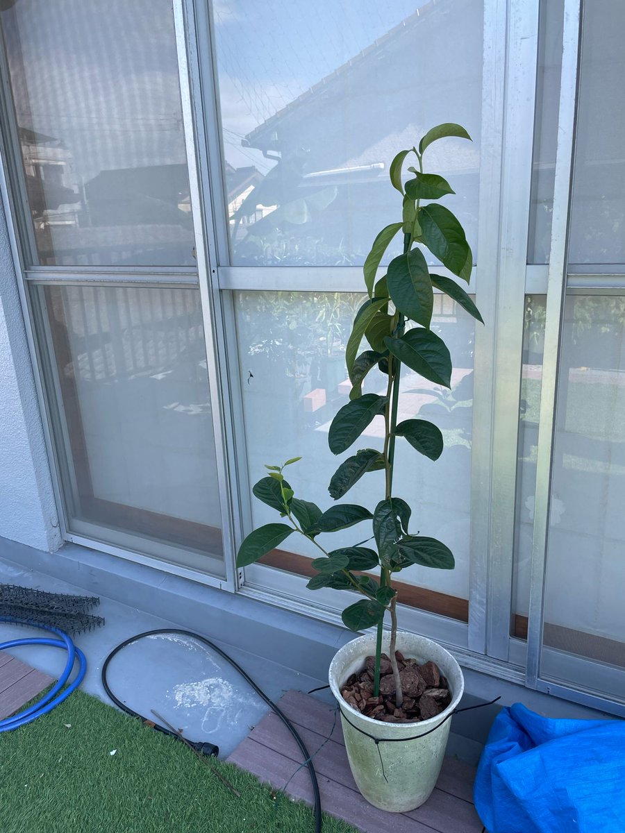 clear_wt's tweet photo. 今朝のベランダ園芸2

先週傾けた実生カキの様子を見ると既に強く癖づいていて脇を伸ばしてY字になる前に戻らないほど曲がっちゃいそうなのでやはり方針変更

直立に起こして支柱で支持して、先端を芽止め

冬まで伸ばして開心自然形に仕立て直すか変則主幹系にするのが良いみたい https://t.co/hPHZR58jxH