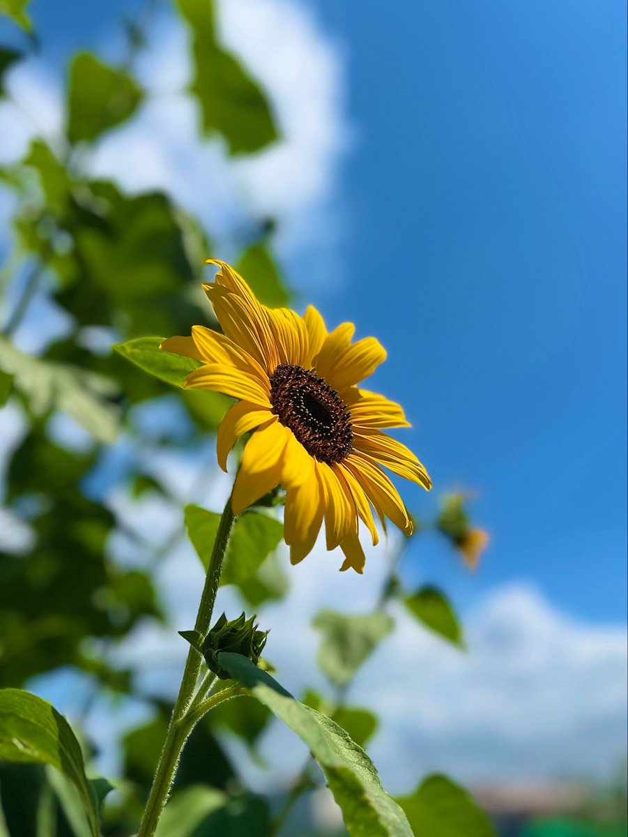 wakeupcallmind's tweet photo. このまま梅雨明け⁈
向日葵が一気に咲き出したよ
青空気持ちいいね🥰 https://t.co/ojlryeMdf6