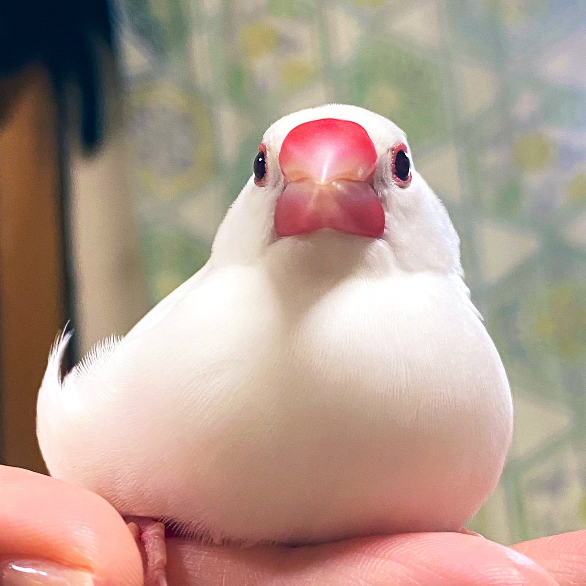 Meo1187's tweet photo. @motimoti_seizin 我が家のペットを布教できると聞いて…！
手乗り文鳥さん、とても良いですよ😆🫶💕︎︎ https://t.co/UfCAsUmxGb