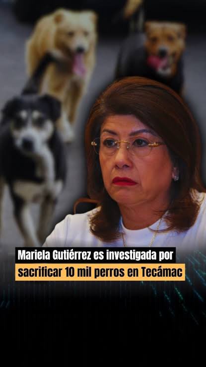 jpaltamirano's tweet photo. @Juan_OrtizMX Y a esta infeliz

Mariela Gutiérrez, exalcaldesa de Tecámac y hoy diputada local, quien afirmó haber sacrificado a 10 mil perros durante su gestión

¿Para cuando le dicen sus verdades? https://t.co/Md8jTA3V4C