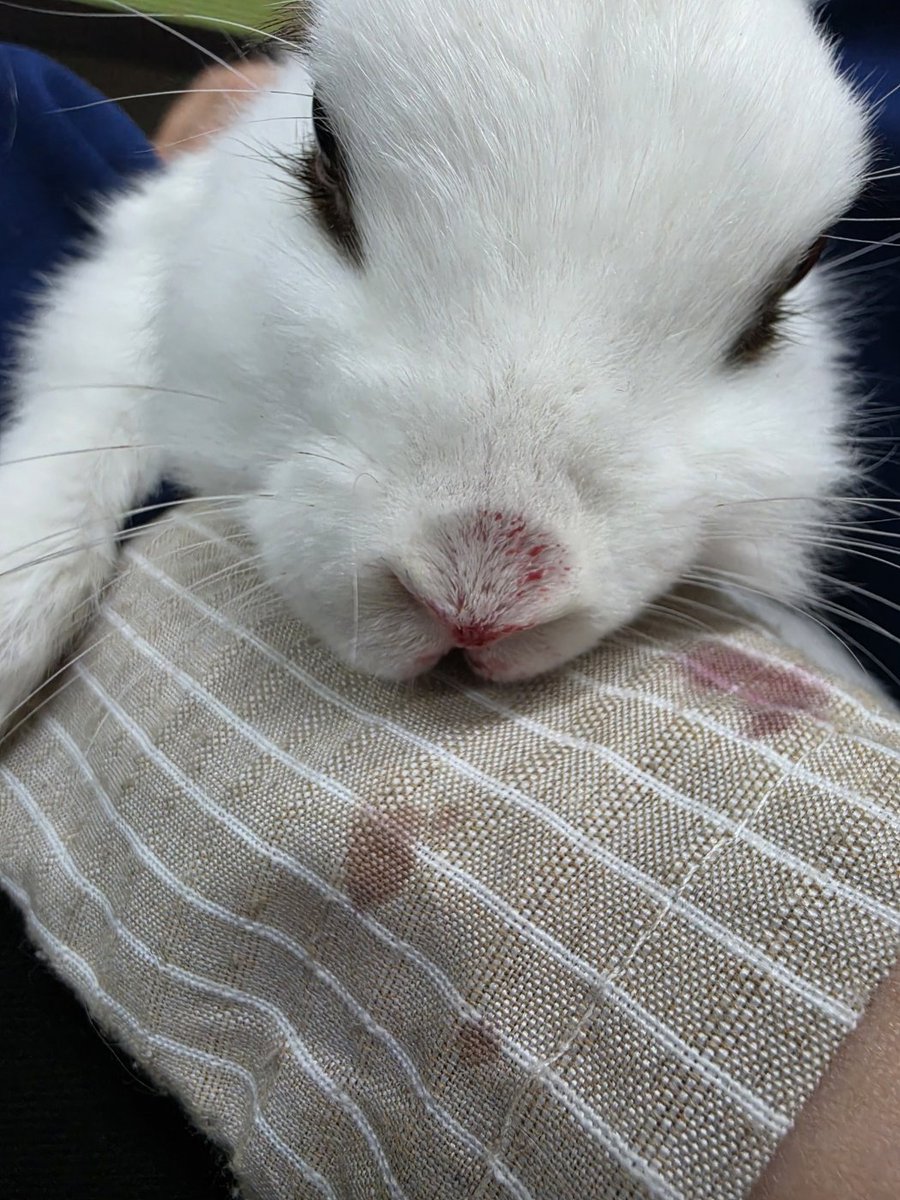 rabbit_mingming tweet picture