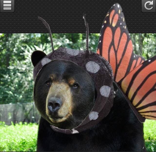 Animalking365's tweet photo. I am butterfly 🦋 https://t.co/ePEZbhpZux