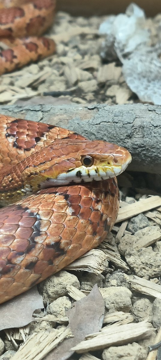 GeoffreyChia's tweet photo. Shanghai Natural Wild Insect Kingdom without the insects. https://t.co/G1zYdHYwxg