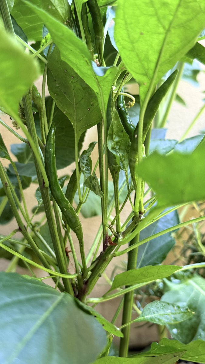 Ao48787908's tweet photo. 唐辛子出来��きたけど上向きに出来るの！？🌶
激辛番長は大きかったのかな🤔 https://t.co/474P1ABhpF