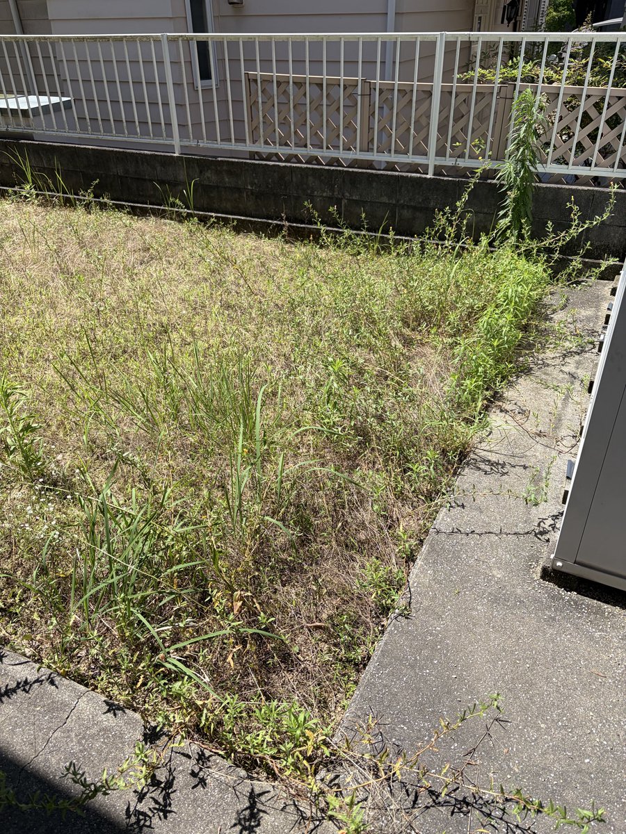 ktckmus's tweet photo. 本日は救援事業でお客様のお庭の草刈り。
梅雨明け後の晴れ☀️で雑草は刈りやすい。
お客様は薬品や機械での草刈りは難色を示され、私は常に手で引き抜く方法なのでちょうどいい
しかし暑い🥵熱中症に気をつけて頑張ろう
ご安全に！ https://t.co/lD8iOK5bIp
