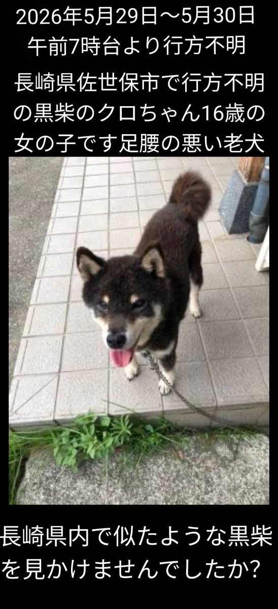 chiisanacha's tweet photo. ＃長崎県
＃佐世保市
＃行方不明
＃迷子犬
＃黒柴
＃赤い首輪
＃足が悪い
＃老犬
連絡お願いしますkuroandmii.1@gmail.com https://t.co/th65GlSlj5