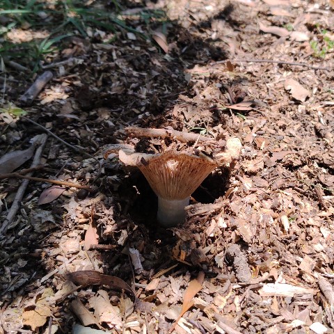 jn0219's tweet photo. 出てきたとこみたいなキノコが多数。
#宇治市植物公園 https://t.co/dL4o7WBxWN