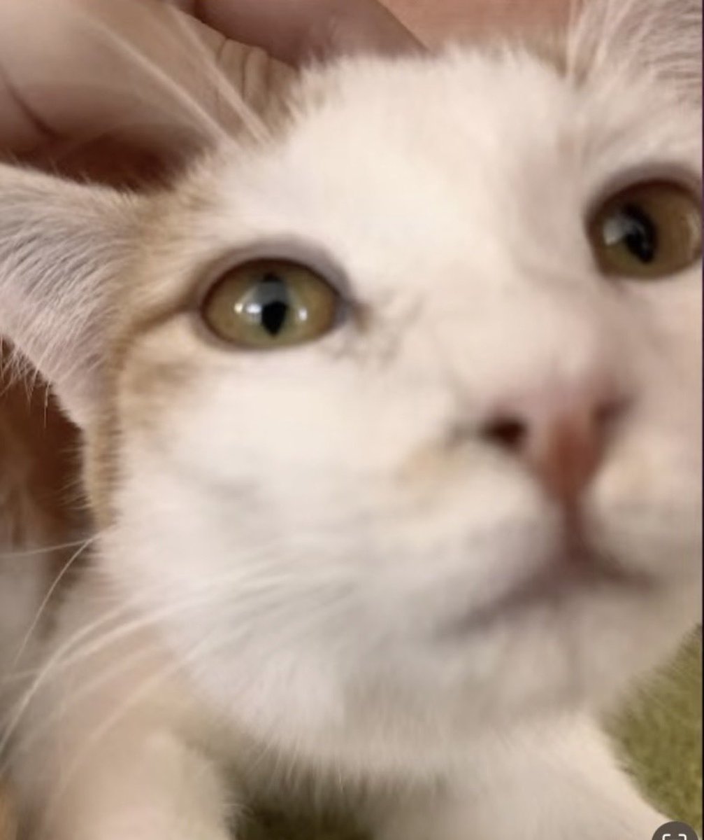 mae tweet media