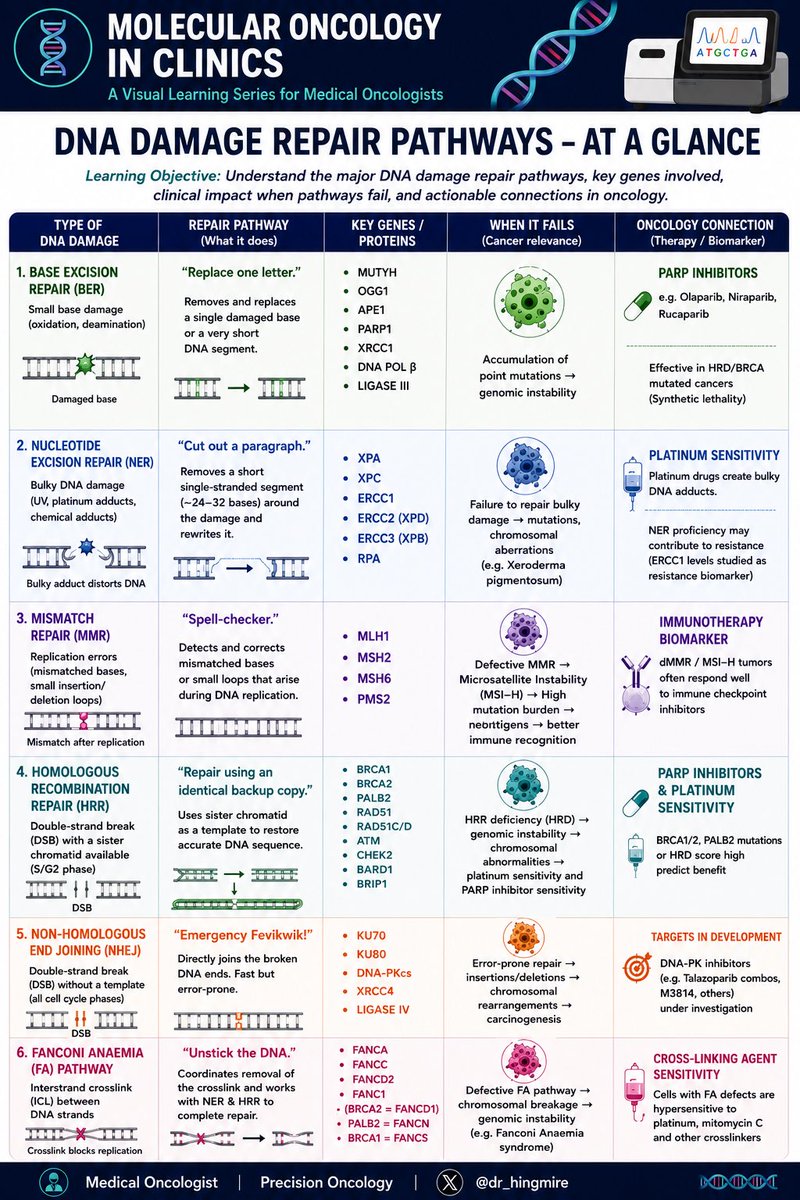 dr_hingmire's tweet photo. Molecular Oncology in Clinics
DNA repair biology is no longer just basic science!
#MolecularOncology #PrecisionOncology #DNARepair #CancerGenomics https://t.co/4ANKdc2Uu8