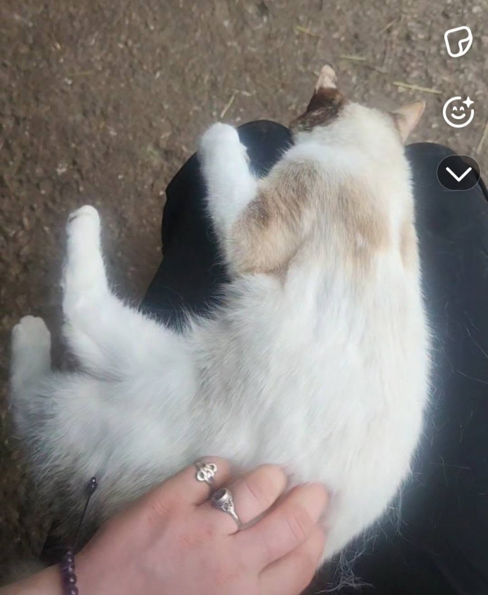 GuelphLostPets's tweet photo. STILL MISSING - has cerebellar hypoplasia (wobbly). Calico (mostly white) short-haired female cat reported missing just outside #Fergus off Fifth Line going towards #Rockwood on June 25. If you have any info please contact Kristyn via https://t.co/D2Tn9Pnu98 or let us know. https://t.co/j9iMxlXjyO