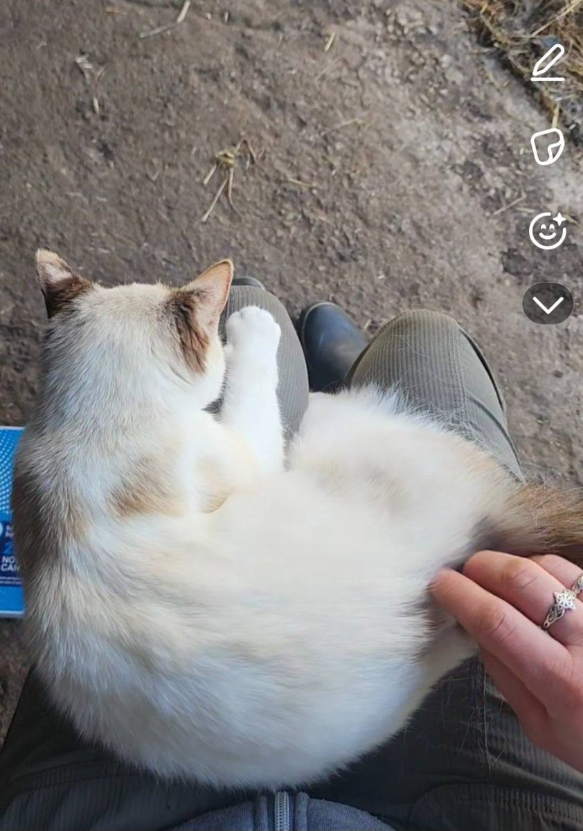 GuelphLostPets's tweet photo. STILL MISSING - has cerebellar hypoplasia (wobbly). Calico (mostly white) short-haired female cat reported missing just outside #Fergus off Fifth Line going towards #Rockwood on June 25. If you have any info please contact Kristyn via https://t.co/D2Tn9Pnu98 or let us know. https://t.co/j9iMxlXjyO