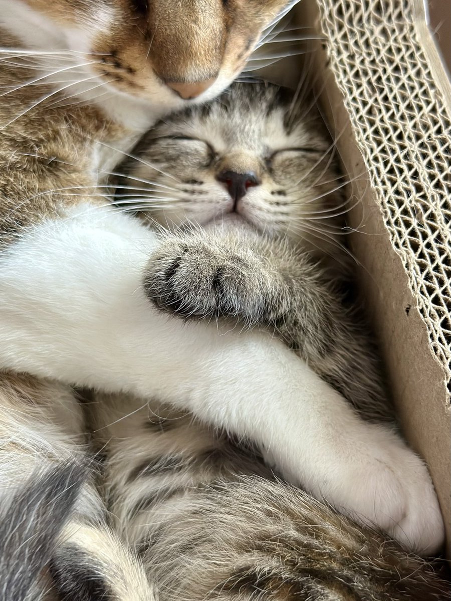 保護猫カフェmoff moff🐈 tweet media
