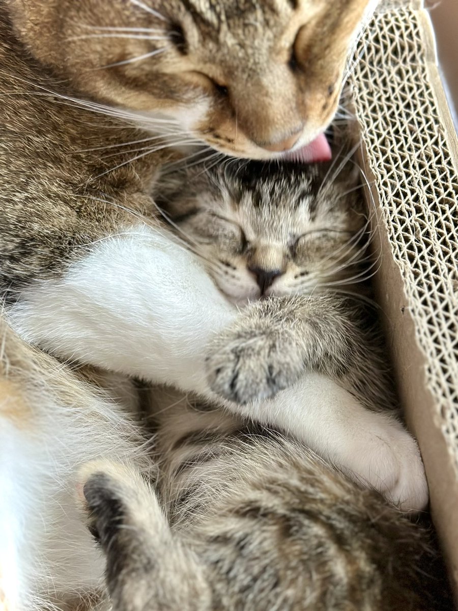 保護猫カフェmoff moff🐈 tweet media