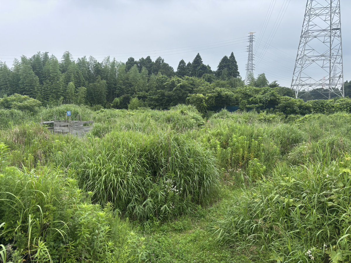 OPFsitemng's tweet photo. 本格的に暑くなってきましたね！

現在オペフリはブッシュの伸長が最盛期を迎えています。
毎週深く高く成長しているブッシュを戦略的に利用することが攻略の鍵です。

数少ない塹壕ありの本格的野戦フィールドのオペレーションフリーダムを是非体験してください！

ご予約お待ちしております！ https://t.co/iSGBIoJXmU