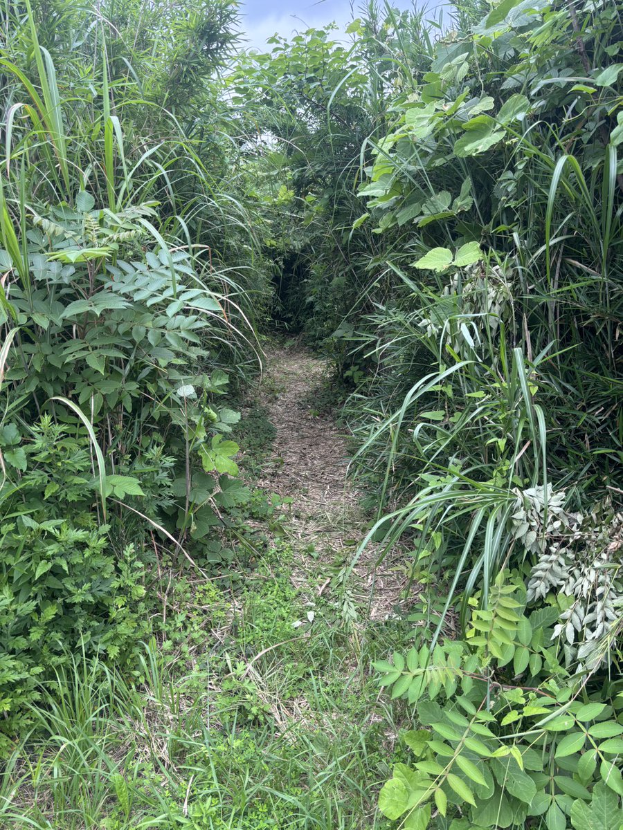OPFsitemng's tweet photo. 本格的に暑くなってきましたね！

現在オペフリはブッシュの伸長が最盛期を迎えています。
毎週深く高く成長しているブッシュを戦略的に利用することが攻略の鍵です。

数少ない塹壕ありの本格的野戦フィールドのオペレーションフリーダムを是非体験してください！

ご予約お待ちしております！ https://t.co/iSGBIoJXmU