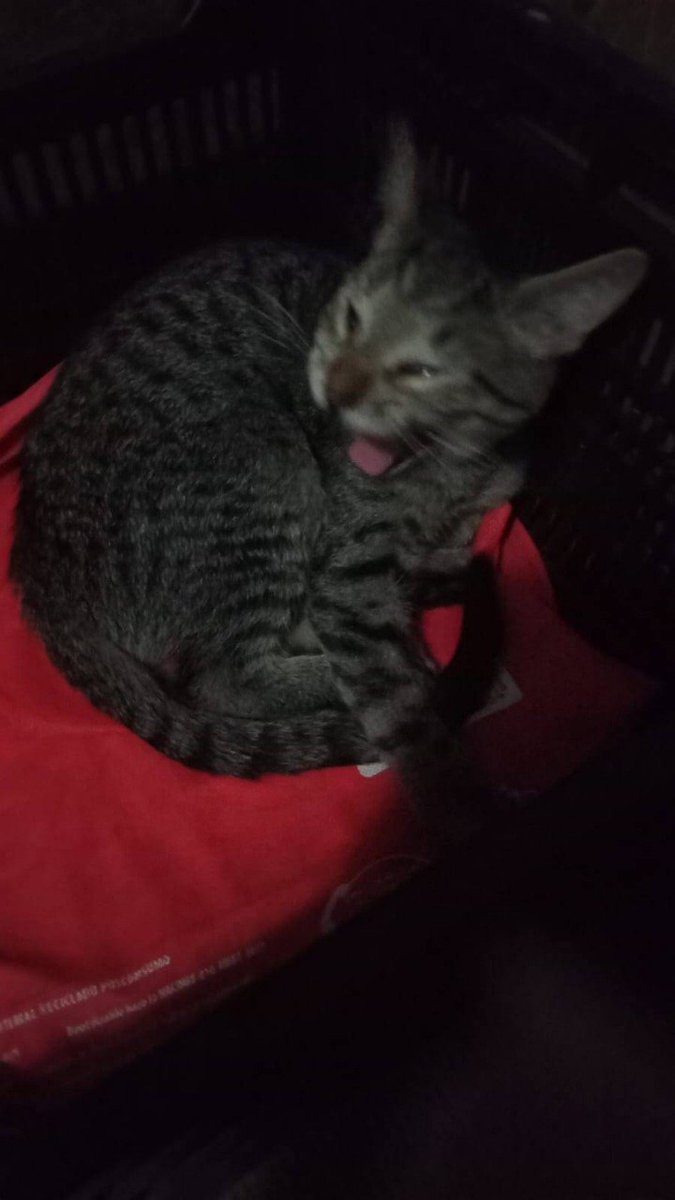 aurilust's tweet photo. No se q dibujar así que miren a uno de mis gatos cuanto estaba más chiquito https://t.co/seFaSSzbOT