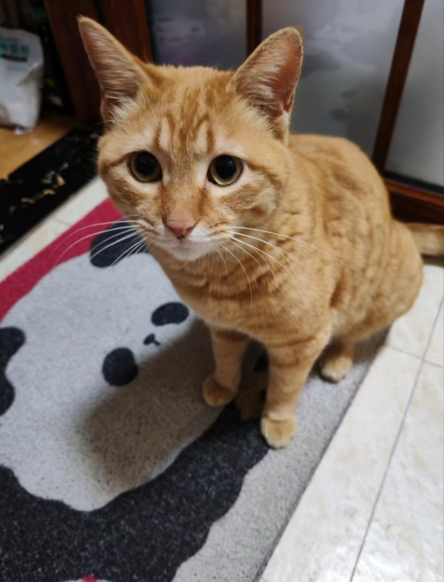 sakakimay1995's tweet photo. 狸猫碎碎念 一个养了十五只猫的普通的meme交易员

感谢一直观看我推特的朋友 ，你们都知道的。
--------------------------------------------------------
我偶尔写写推特，但更多时候炒币的时候喜欢情绪化和抱怨，基本上是想到什么就写什么。可能也有些叨扰了，有朋友不喜欢看，取关或者屏蔽这都正常。

最近经历的事情有点多。所以想写一下心路历程和复盘，
大家都知道炒币这件事情都是很主观很个人的事情，

dyor（自行研究）盈亏自负  都是最基本的入门知识

---------------------------------------------------------

认识我的朋友都知道，CZ牛这个币在没启动前 我就在推特奶了。

虽然没有直接发ca  但是每天冲土狗的小伙伴应该随便就能找到代币，那时候因为sol行情非常不错，ansem带领了一波名人币叙事，因为他将sol链的代币市值上限打开了。

所以许多人都在想 
会不会有一个人能站出来 代表bsc链，来展现bsc自身独特的文化属性和理念呢？
所以有许多打筹码高控的Kol盘应运而生，当然了许多人拿到筹码一般都是没有后续或者选择倾销售卖，

如果人家没有承诺许诺什么。选择售卖或仅保留不作操作。这都很正常，毕竟选择了做事，背后就背负了特别大的责任。你会知道代币总会走到一个阶段拐点便无法持续。后续进场的人亏损才是常态。

但是当你真的亏钱了。心情不好受也是寻常

都说灵魂的欲望是命运的先知，代币未启动前我就数次购买cz牛。一个有税费一个无税  这很难选。
因为我认可这个代币它的概念和理念，也认可CZ表哥是目前唯一能带领bsc链重新起航再创辉煌的代币，虽然买入后的幻想是我一厢情愿，但我当时确实这么想的。

我知道这不是cz表哥的发行的，也从来没有人承诺什么
但命运还是让我买入这枚代币。

虽然bsc链发射   当天没有启动的代币就很难在启动了。

我的CZ牛最高利润是15wu，当时忘了整体的截图纪念了，还是发给群友才有一个小截图留存。
 因为这个币前期没启动的时候我波段了几次进进出出，所以显示交易量很大，实际大概只买了3000u左右。而且直到80m市值顶点。

 我也没有出售，朋友说我格局到变态，只是因为我还有一些梦想，我没办法做到那么纸手的pvp，我做不到在市值上涨的时候选择砸盘。
我知道我输给了我的贪心。
看好的代币好多都是拿到归零甚至危及到成本也没有选择退出，

所以自从川普代币我赚的第一桶金以后，我也回撤了相当多。领悟到了是行情带你挣钱 ，并不是你自己的交易策略有多么的优秀。

T

这几天经过反复地拉扯，我选择退出了，没有别的特别原因。也不是因为我不想相信CZ表哥，我非常喜欢CZ牛这个代币。它是一种精神和理念，一种加密永不屈服的精神。
也是我当初选择他的原因。

但CZ表哥本人怎么处理这个筹码（无论捐赠还是燃烧）都是他个人的自由和权利，他人无权干涉，是我们给他施加了太多的无形道德压力。

也渐渐理解了为什么一姐的推文越来越正式和官方，没有人喜欢买了meme币就去评论区道德绑架自己，这种感觉是非常不舒服的。

没有人能为你的持仓负责  你要自己努力。
TCC和CZ牛还在坚守的朋友真的很棒，我觉得有梦想的人都非常了不起。他们都有独特的概念，非常优秀难分难舍。无论当初是什么理由选择持有。你们都很棒我也很佩服那���可以一直相信自己的人。
虽然最后的每个人获得的结果不一样。

其实到最后我也没有盈利多少。很多时候都是低点恐慌售卖高点又给自己信心重新追回来。
----------------------------------------------------------
退出的原因是我察觉到我的心理健康已经不对了。我可能是养猫最多的kol之一了。一共养了十五只猫。基本上都是流浪猫捡回来的，好多都是自己去医院去看病 救回来。一开始是一只，后来慢慢的有了十五只，说起来我好想还没有他们聚在一起拍的照片，因为每次喂食都是一堆过来没拿手机。但是从这个月开始我只有十四只猫了。

因为我的猫被人偷去虐待死了。我一直憋在心里，每天表现得很正常。实际上我每天都非常的难受，因为我什么都做不了
我特别爱他 他特别乖  不吵不闹  喂零食永远不争不抢
有一个缺点  无时无刻不想跑出去玩（流浪猫天性）

�����里开门不注意跑出去的，以前也有很多次偷跑出去。

因为它是野猫捡回来的会自己下楼，而且每次都能找回来，所以也没有很担心。

一般都是我发现偷跑后 坐电梯直接去一楼堵它带他回去。
这次丢了以后没有找到，通过调监控被一个男人抱走了，

家里报警了他只是说猫跳车了，他撒谎了。后来我们持续调监控才发现被他放在车后备箱闷死了。现在连宠物的遗体在哪里都不肯告诉我们。

目前大陆没有动物保护法，所以目前的诉求就是按偷窃罪去起诉他，本来警察都不管的，说动物不重要，可是它是一条活生生的生命啊，虐待动物的人很多都有反社会人格，共情能力差。你在不喜欢也没必要杀了它啊，是我母亲求了好久才肯调查后续。
目前也没得到什么惩罚的和赔偿结果

目前也实在没什么心情���易，我确实很努力做好自己可控范围内的事情了。   但还是做的一团糟。
人生总是这么充满曲折，明明我都充满希望，没想到这么糟糕的事情会发生在我自己的身上，我一直都挺坚强的，只是这次觉得人生好难撑过去。总会有意外随时到来

可能是我太贪心了
我想着再赚一点 是不是离我开宠物医院的梦想更近一点了
想着 再赚一点  是不是在我能力范围内就可以收养更多流浪动物了。
我想等我心绪再平稳些，等我再有能力些
在圈里找一份投研或者打狗助理的工作重新给我一些动力。

我也相信未来的bsc链会更好。不用和谁攀比，bsc 的表情包能够拥有独特的风格、美学价值，真正的社群支持。
会有独属于自己的文化理念
更多的交易量 更好的未来发展和市值上限

每个人都应该做好自己分内的事情，
世界也许就会变得  好那么一点点
希望总是一种好东西

只是想记录点什么
都说真正的眼泪是不能被人看见的
我想我也应该继续前行了

                                                      2026.7.9
@heyibinance 
@cz_binance
